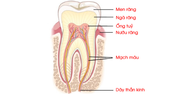 Cấu tạo của chân răng tự nhiên